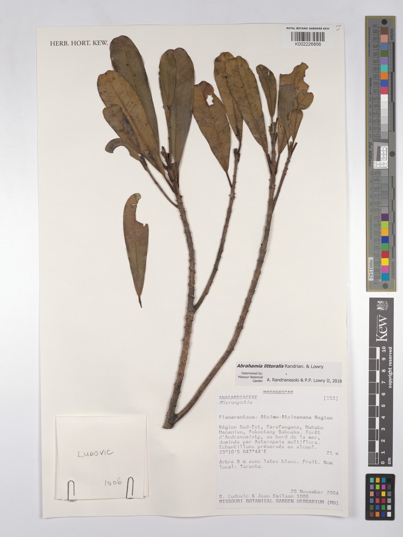 Abrahamia littoralis