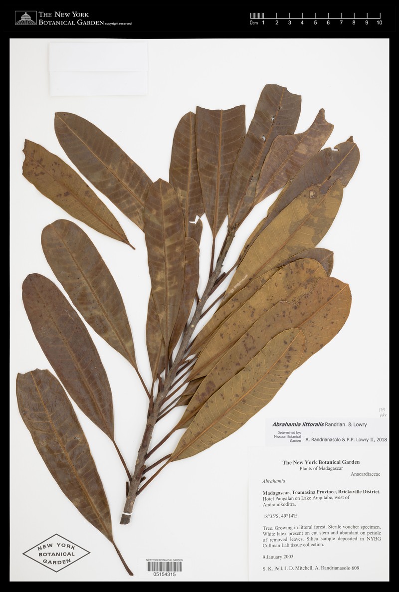 Abrahamia littoralis photo 2