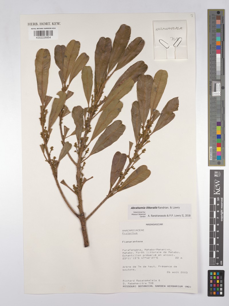 Abrahamia littoralis photo 3