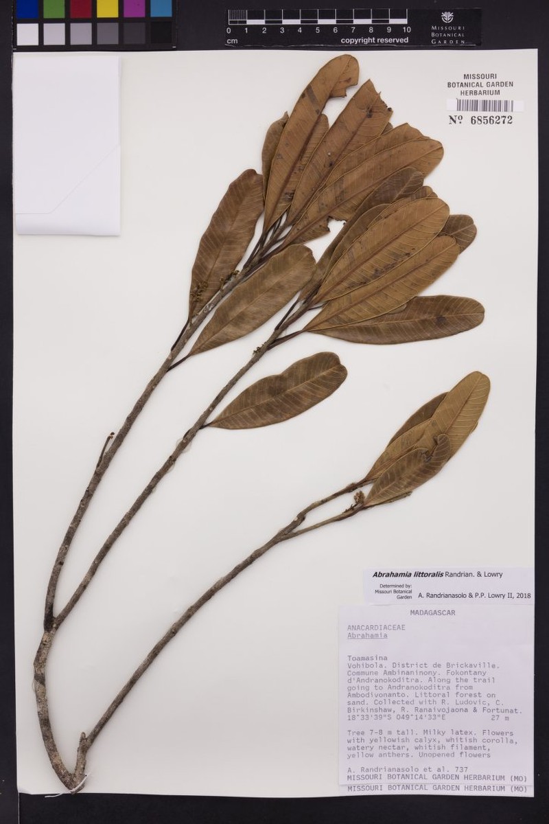Abrahamia littoralis photo 4