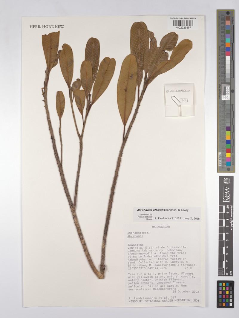 Abrahamia littoralis photo 5