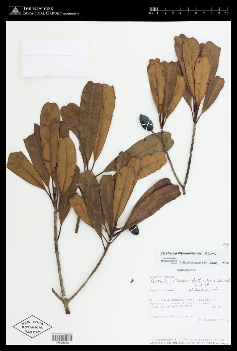 Abrahamia littoralis photo 6