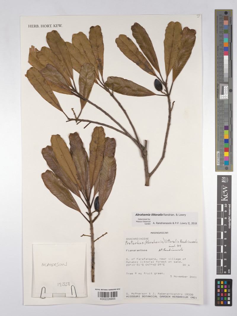 Abrahamia littoralis photo 7