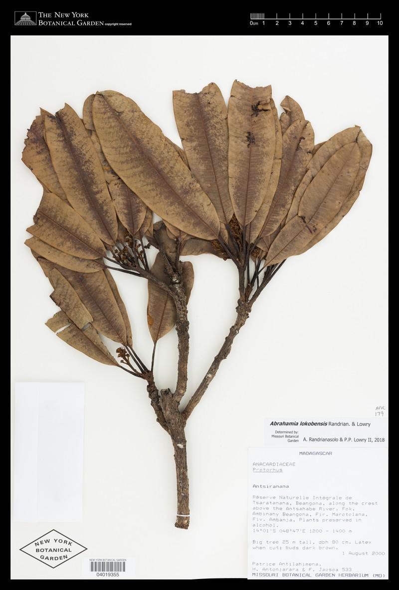 Abrahamia lokobensis