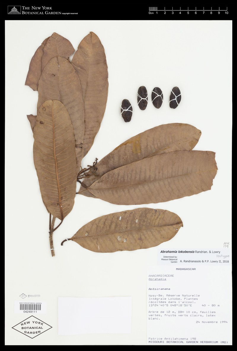 Abrahamia lokobensis photo 2