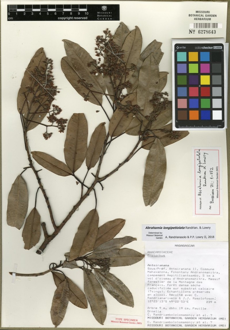 Abrahamia longipetiolata