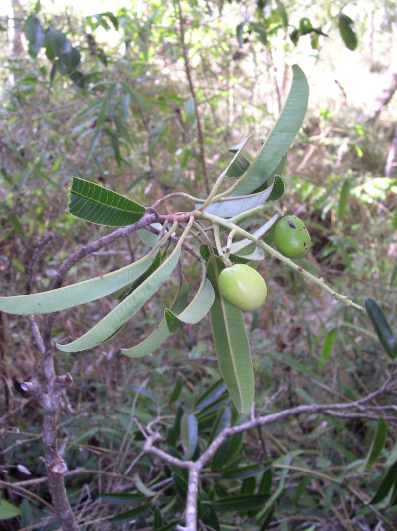 Abrahamia longipetiolata photo 2