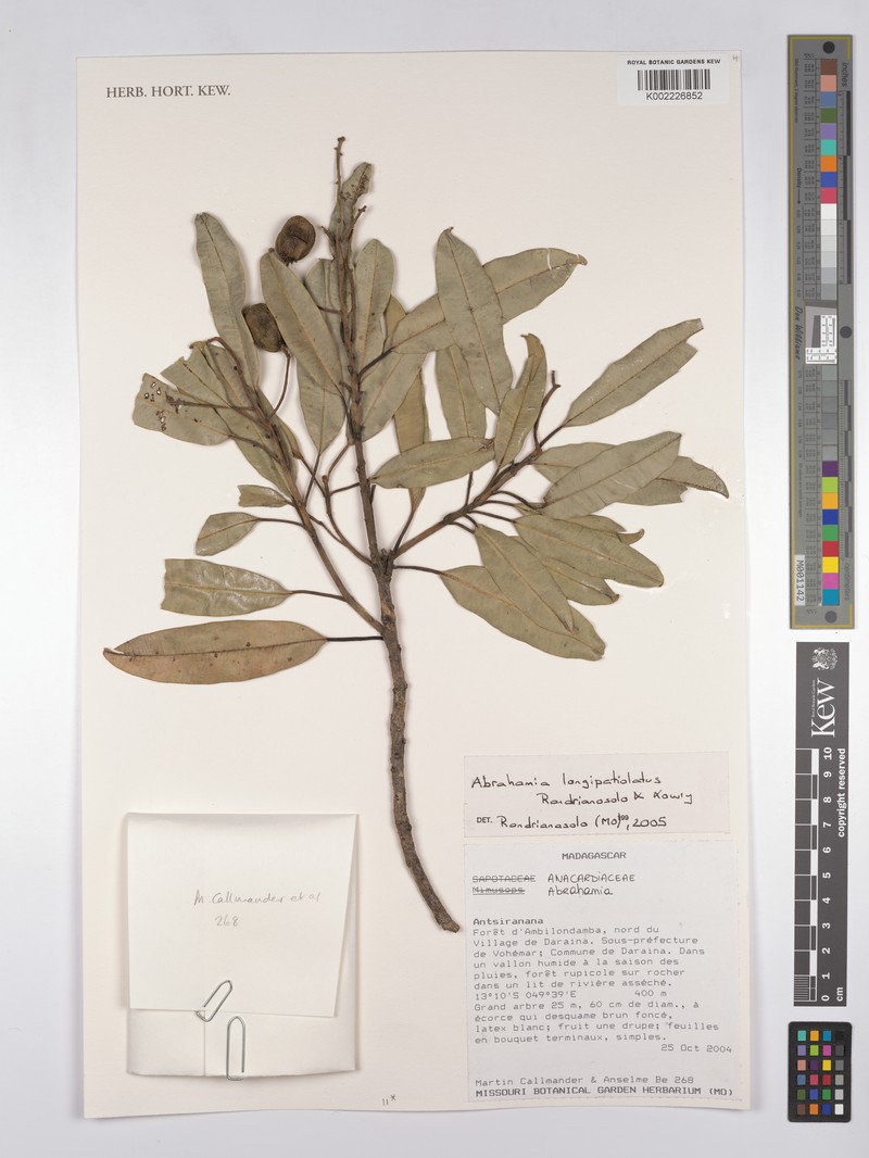 Abrahamia longipetiolata photo 3