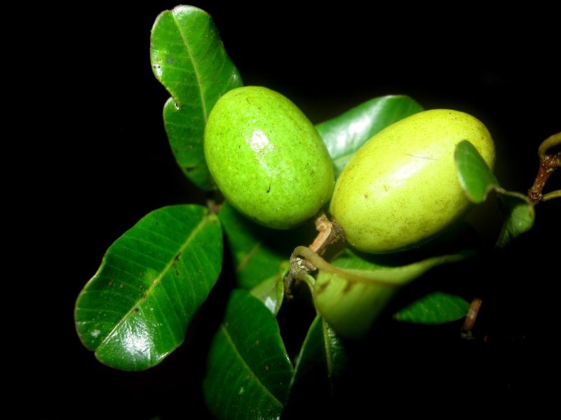 Abrahamia louvelii