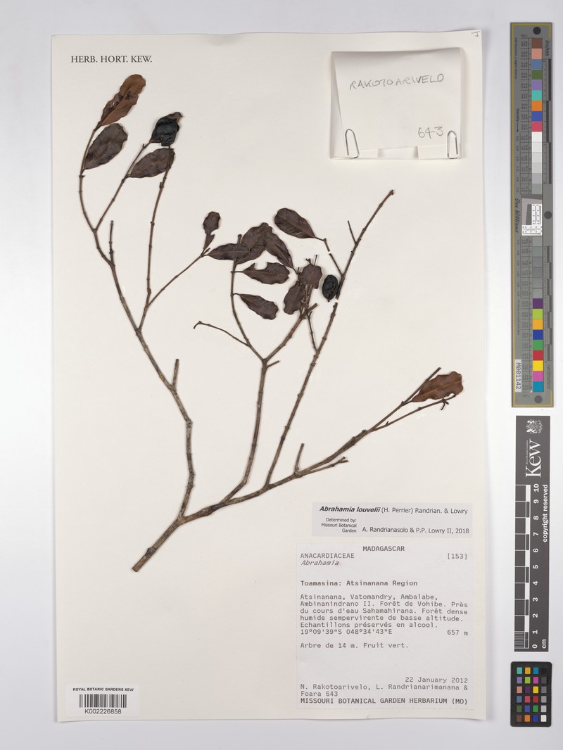 Abrahamia louvelii photo 2