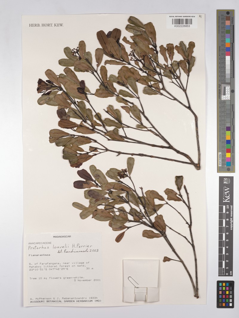 Abrahamia louvelii photo 3