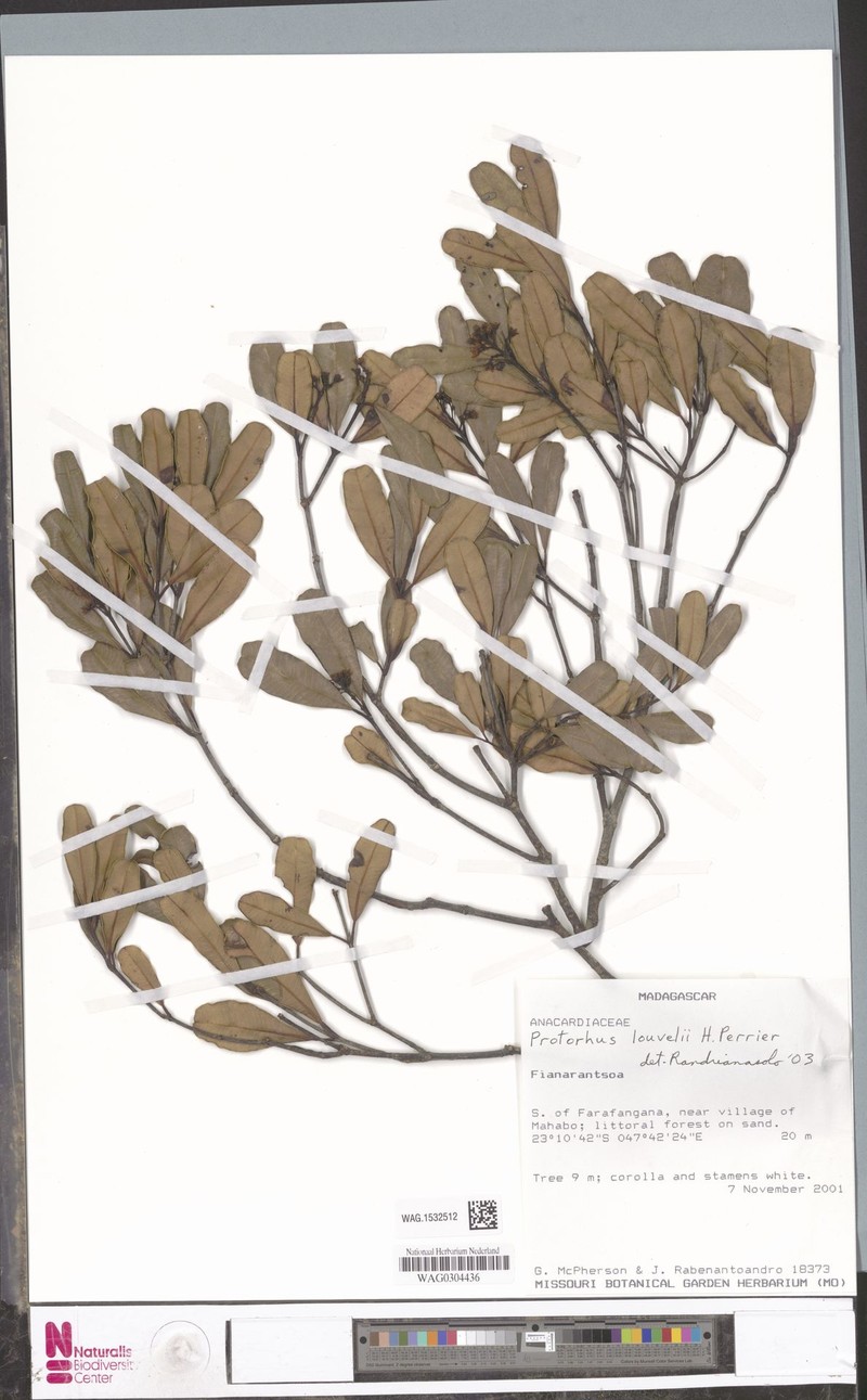 Abrahamia louvelii photo 4