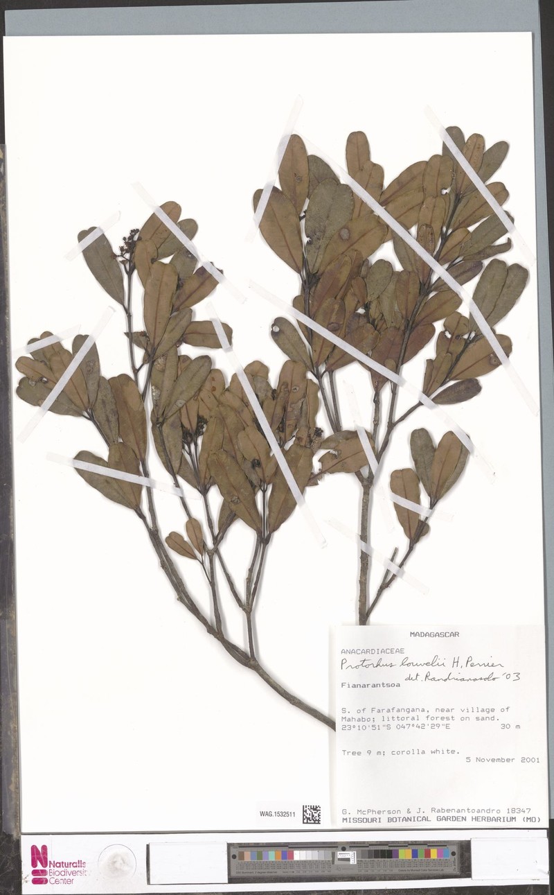 Abrahamia louvelii photo 5
