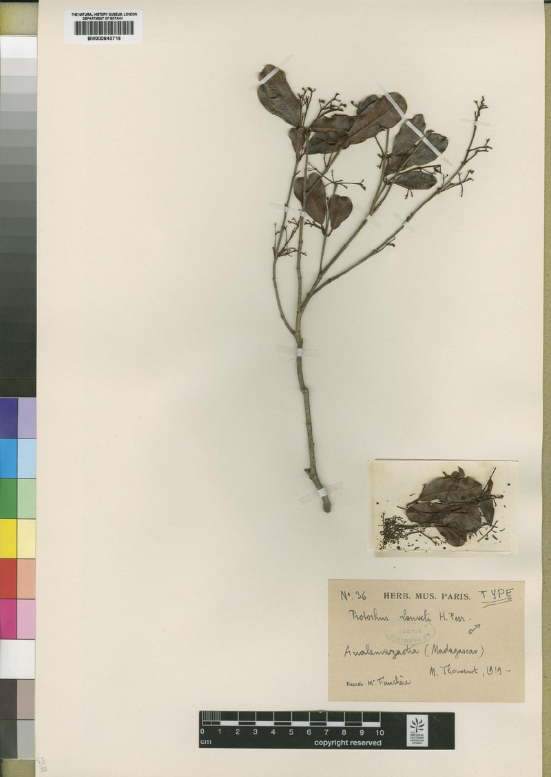 Abrahamia louvelii photo 6