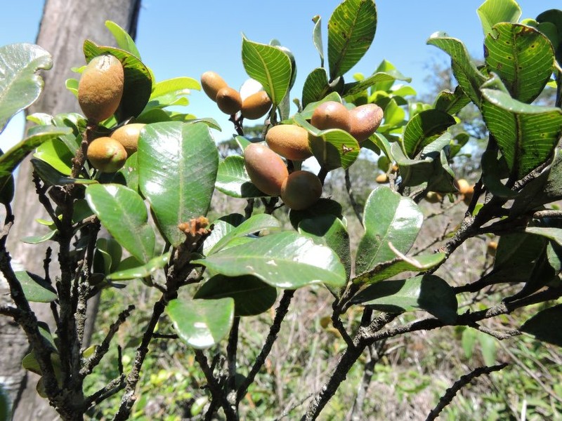 Abrahamia minutifolia photo 2