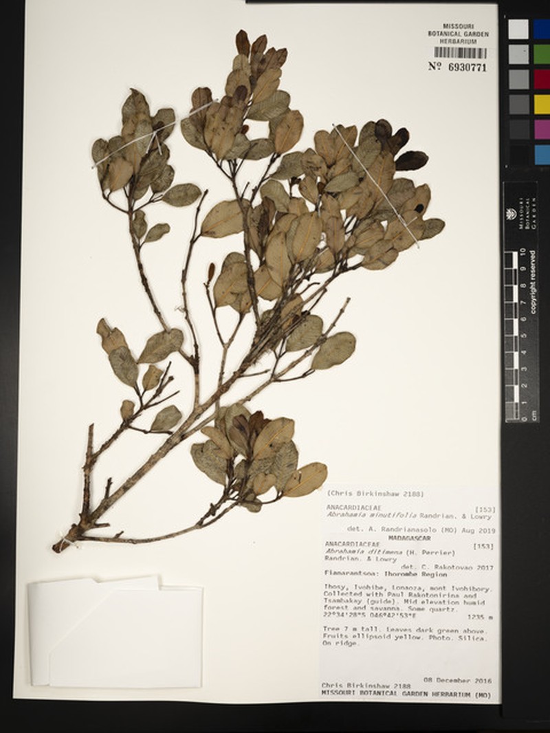 Abrahamia minutifolia photo 3