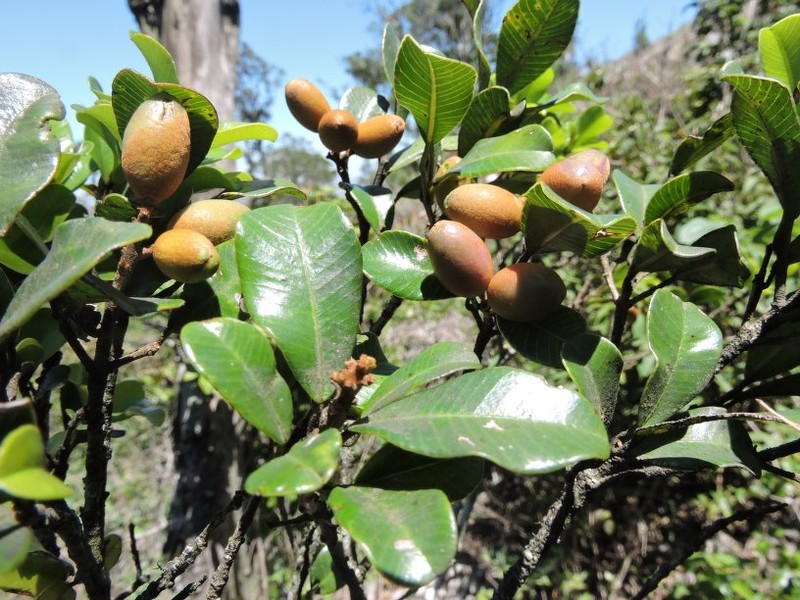 Abrahamia minutifolia