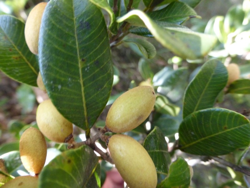 Abrahamia minutifolia photo 2