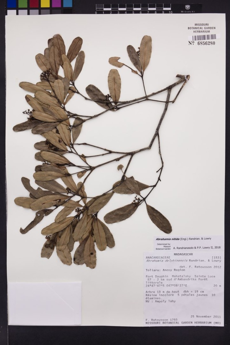 Abrahamia nitida
