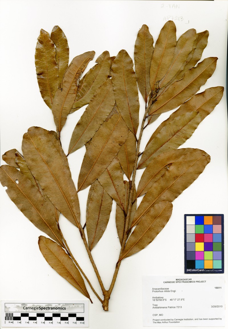 Abrahamia nitida photo 2