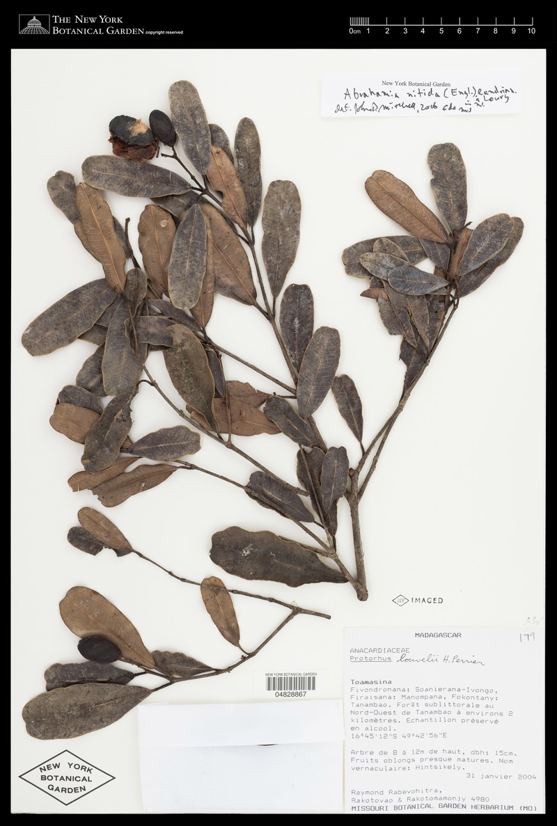 Abrahamia nitida photo 3