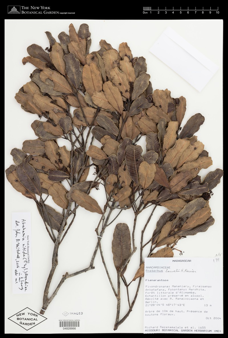 Abrahamia nitida photo 4