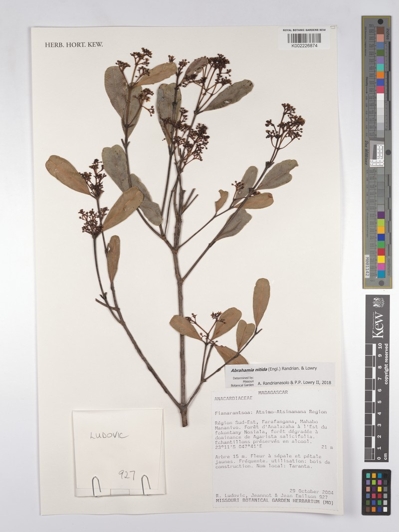 Abrahamia nitida photo 5