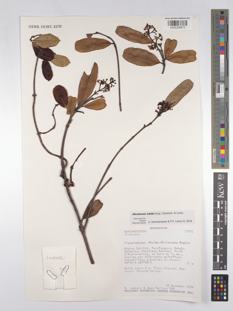 Abrahamia nitida photo 6