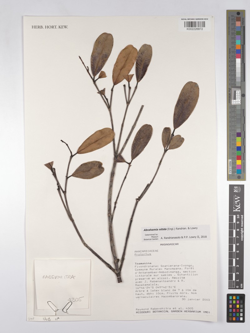 Abrahamia nitida photo 7