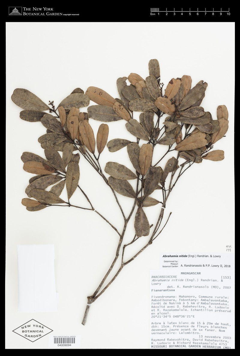 Abrahamia nitida photo 8