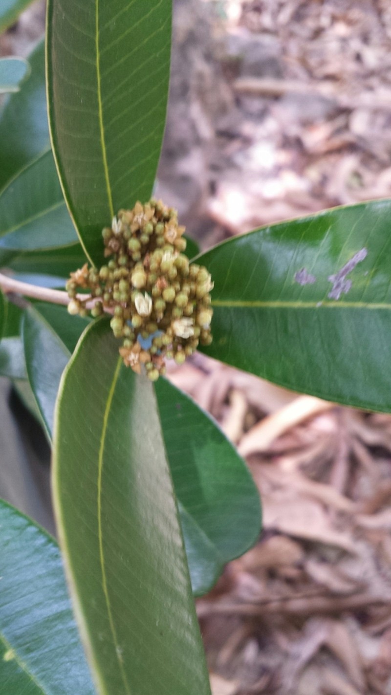 Abrahamia oblongifolia