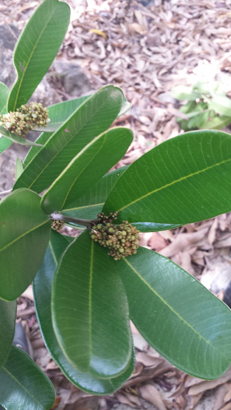 Abrahamia oblongifolia photo 2