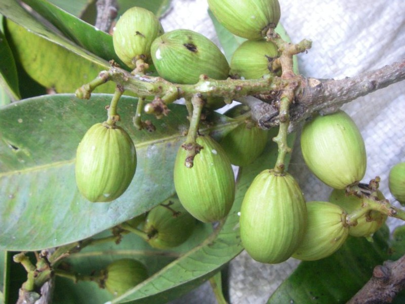Abrahamia oblongifolia photo 3