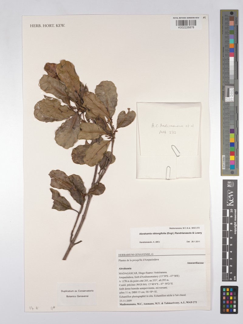 Abrahamia oblongifolia photo 4