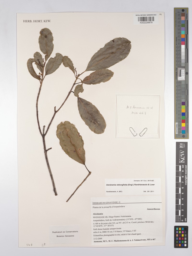 Abrahamia oblongifolia photo 5