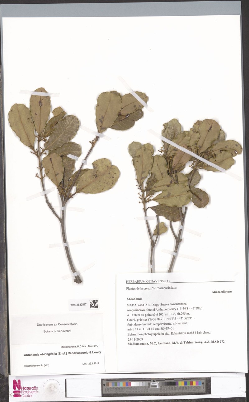 Abrahamia oblongifolia photo 6