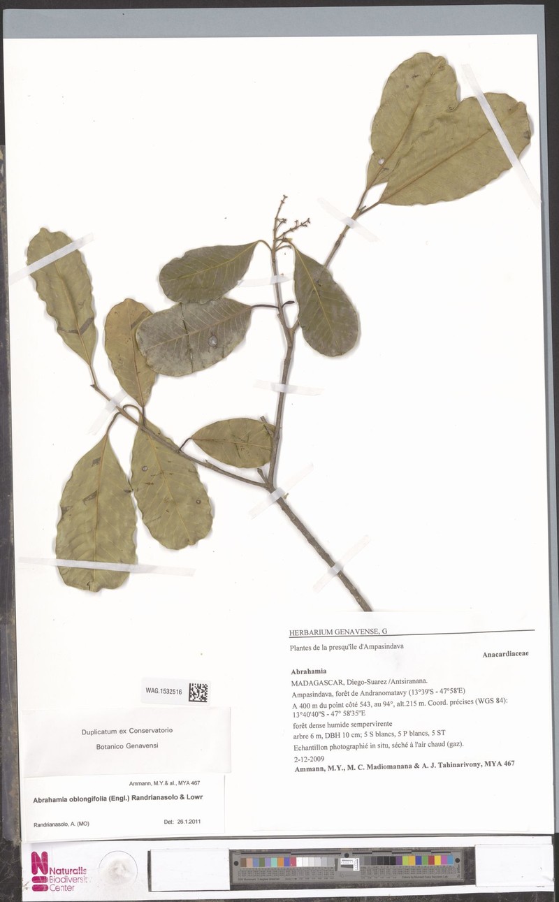 Abrahamia oblongifolia photo 7