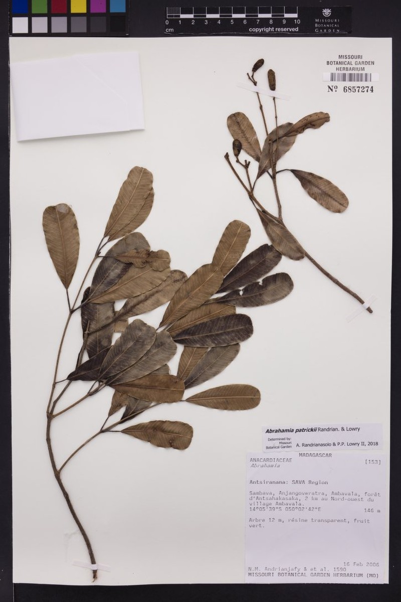 Abrahamia patrickii