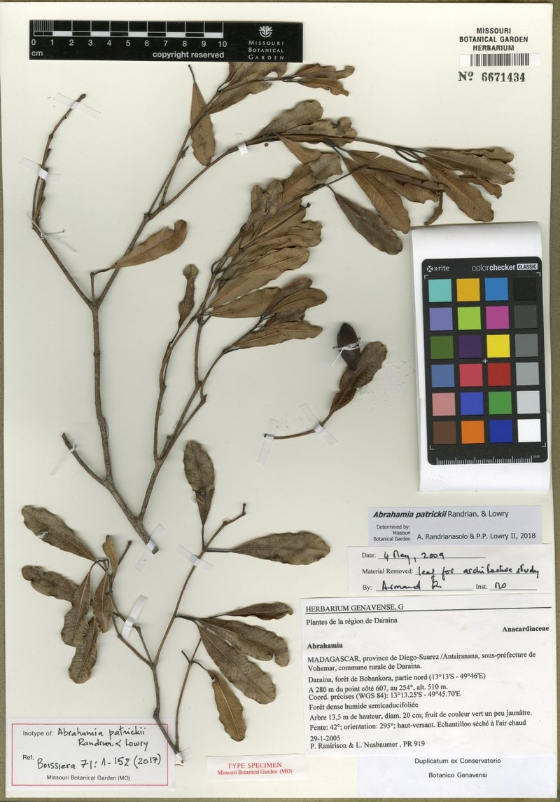 Abrahamia patrickii photo 2