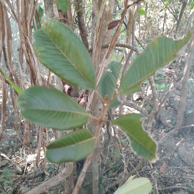 Abrahamia pauciflora