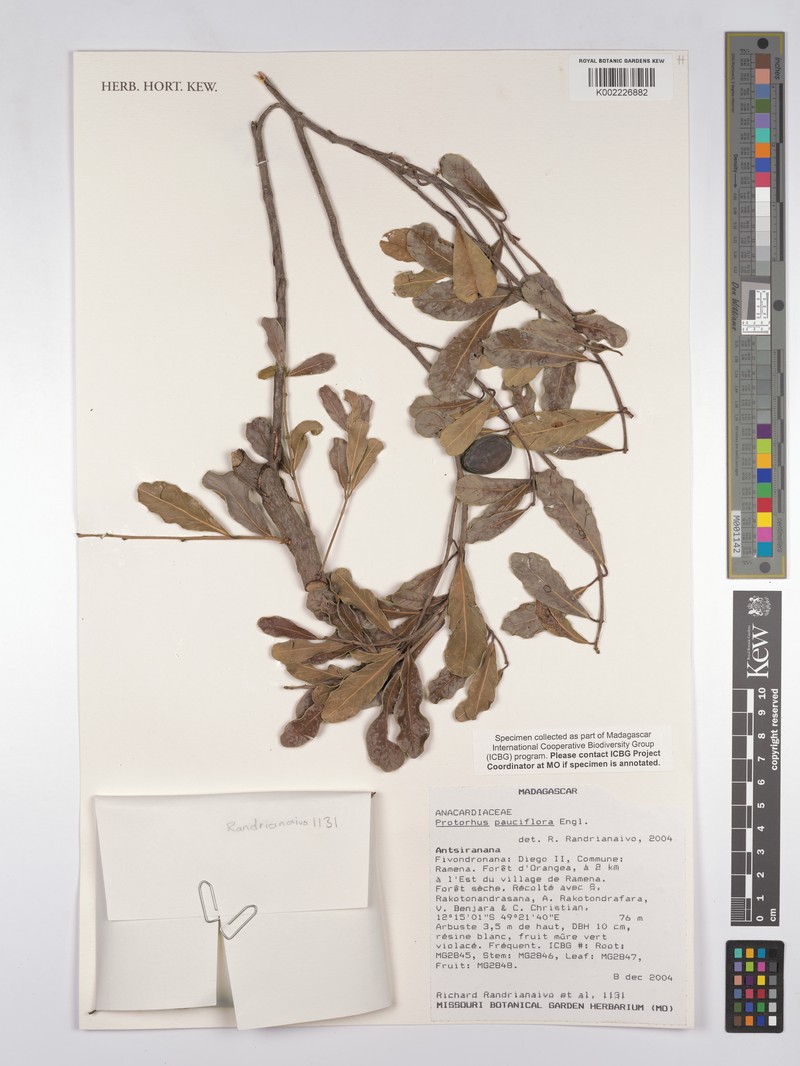 Abrahamia pauciflora