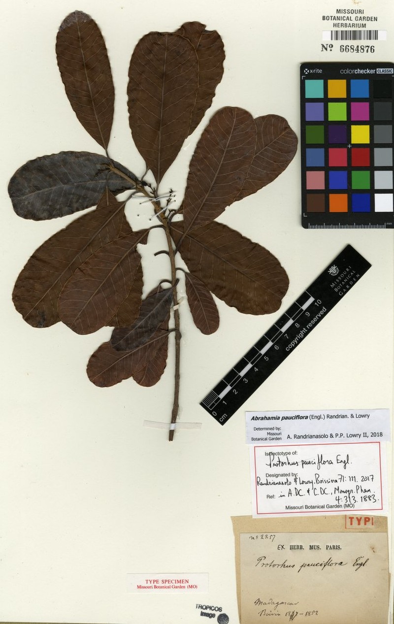 Abrahamia pauciflora photo 2