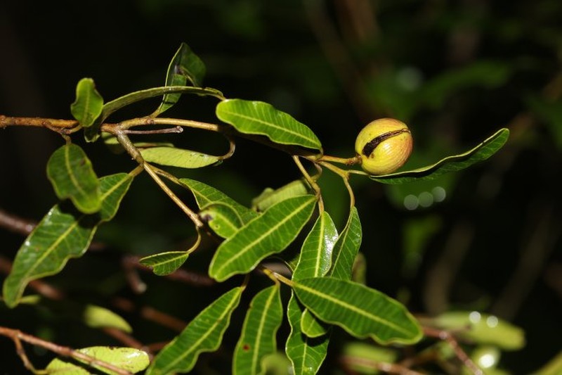 Abrahamia phillipsonii