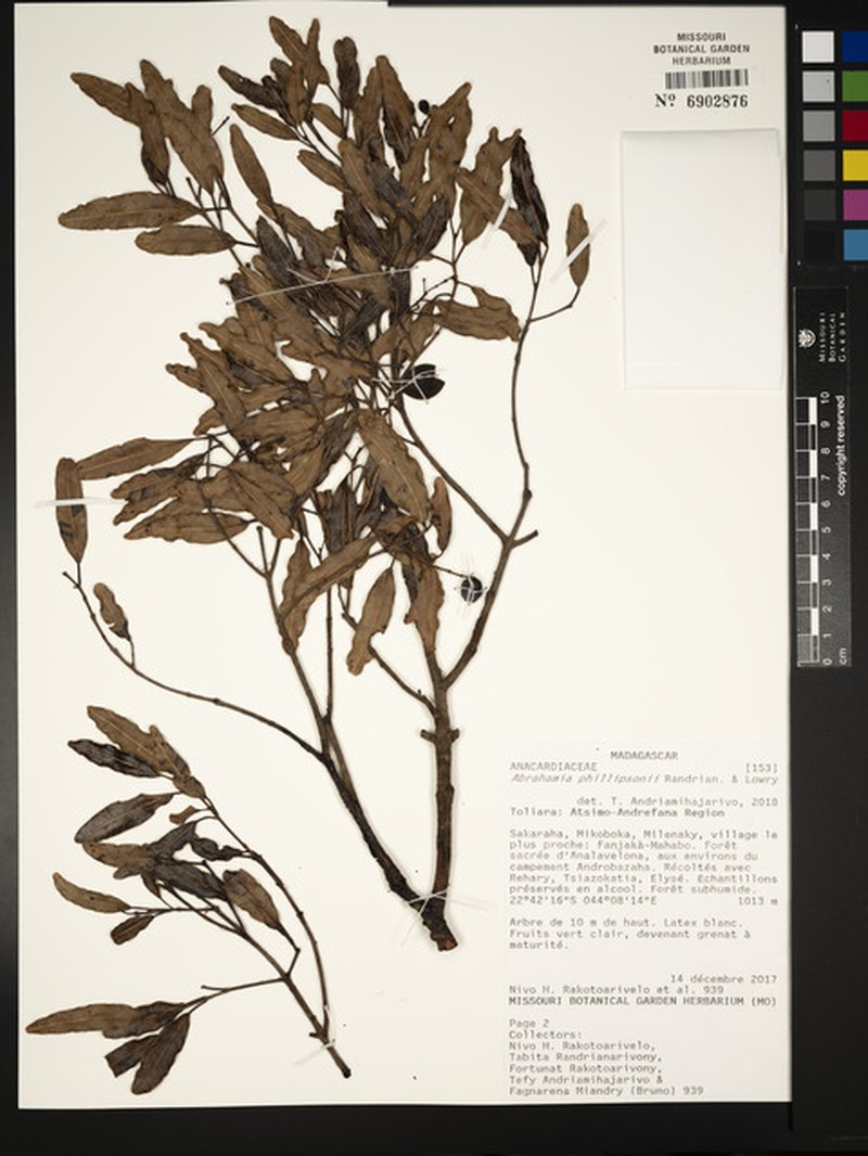 Abrahamia phillipsonii photo 2