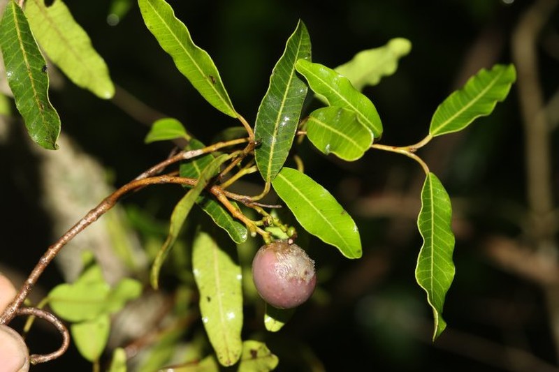 Abrahamia phillipsonii