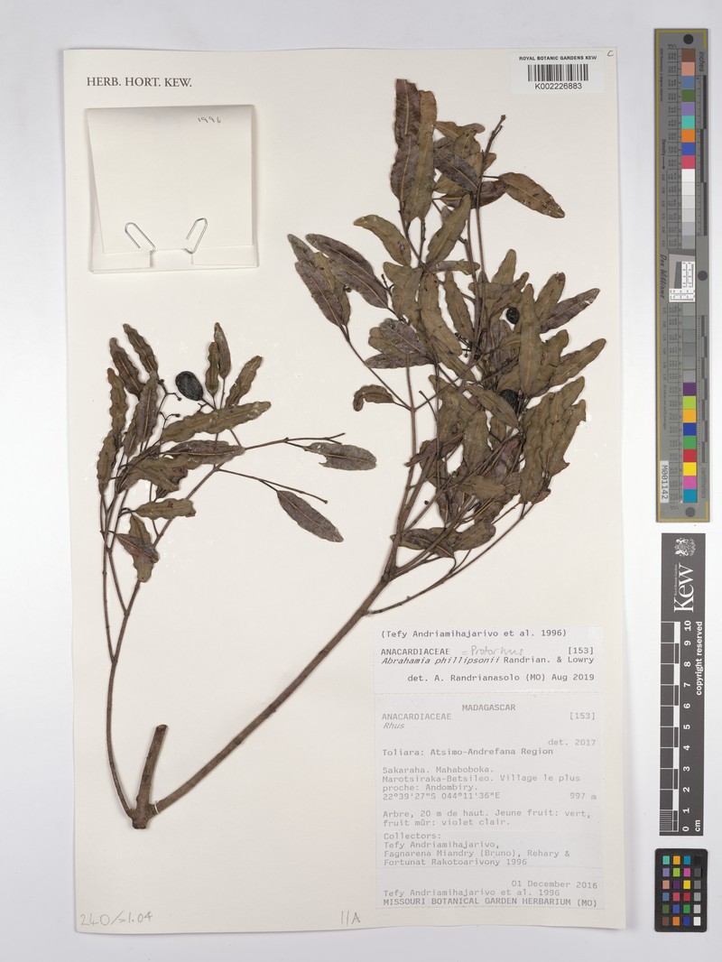 Abrahamia phillipsonii photo 2
