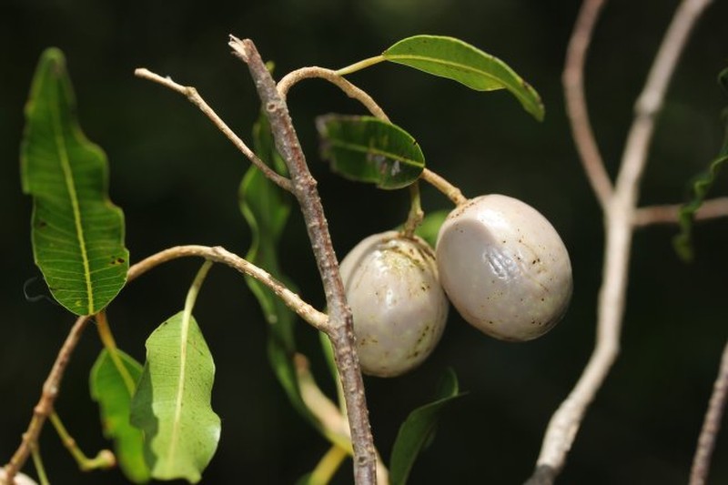 Abrahamia phillipsonii photo 3
