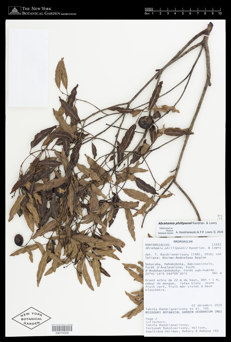 Abrahamia phillipsonii photo 4