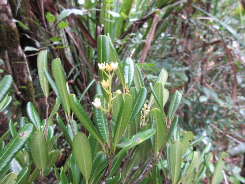 Abrahamia revoluta photo 2