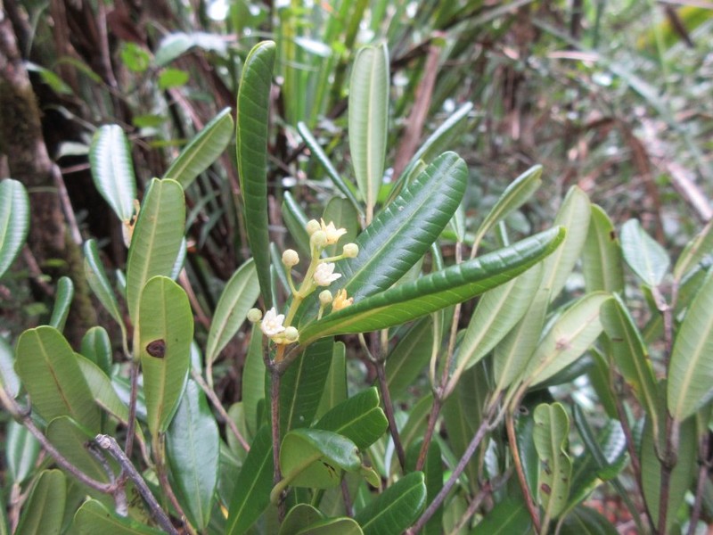 Abrahamia revoluta